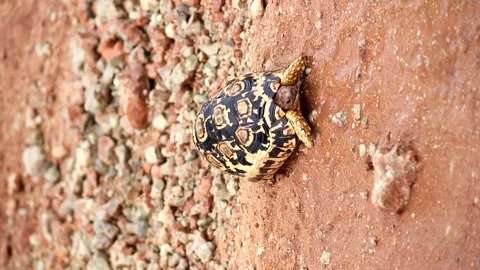 Vertical shot of a leopard turtle on a muddy and wet clay road. Small Five Stock Footage 231766932
