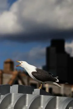 Vertical shot of a lesser black-backed gull squawking Stock Photos