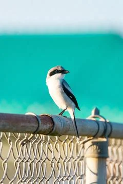 Vertical shot of a loggerhead shrike bird perched on a fence outdoors Stock Photos