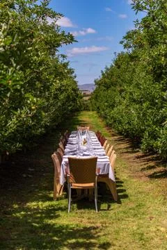 Vertical shot of a long dining table set outdoors at an orchard with rustic 写真素材
