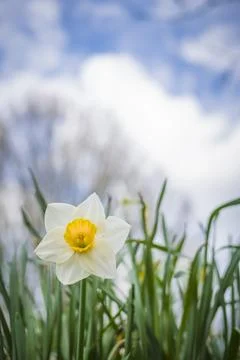 Vertical shot of low angle view of daffodil flower in spring Stock-Fotos