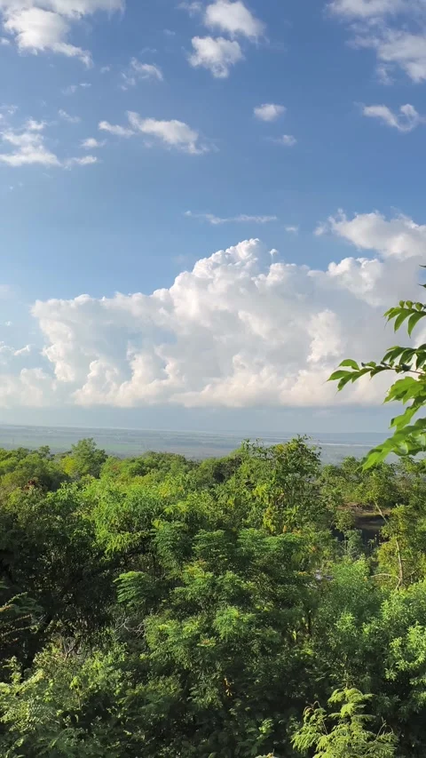Vertical Shot of Lush Green Forest Canopy Under Dramatic Blue Sky Stock Footage 340464549