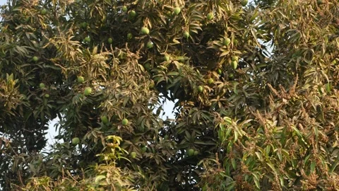 Vertical shot of mango tree with flowerings Video stock 151948167