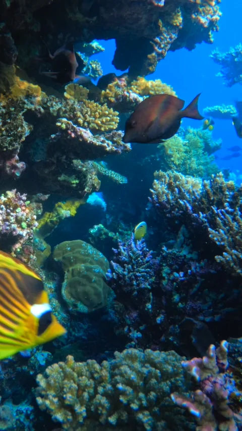 Vertical shot of many tropical reef fish swimming among colorful corals in clear Video stock 327947368