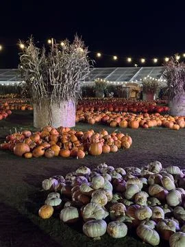 Vertical shot of many various pumpkins on sale at night farm market pumpkin p Stock Photos