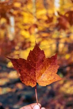 Vertical shot of a maple leaf held against a blurry background Stock Photos