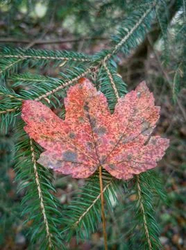 Vertical shot of a maple leaf on pine tree branches in autumn with a blurry Stock Photos