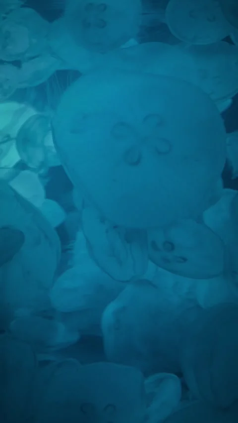 Vertical shot of massive swarm of blue moon jellyfish swimming Stock Footage 346659043