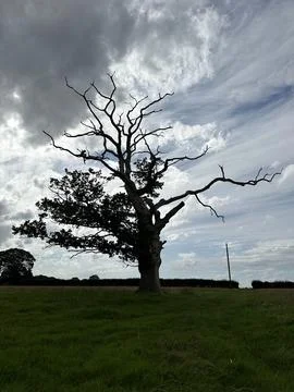 Vertical shot of a massive tree in the middle of a field Stock Photos
