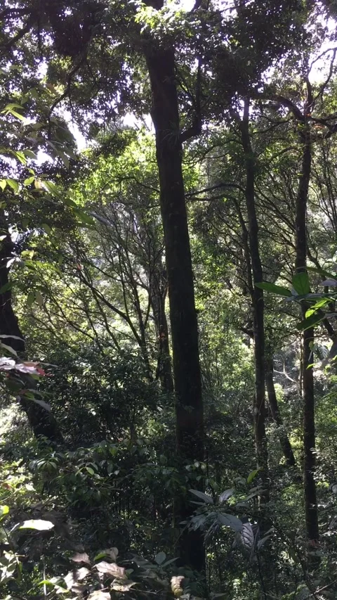 Vertical Shot of a Massive Tree Trunk in a Dense Green Forest Stock-Footage 347353198