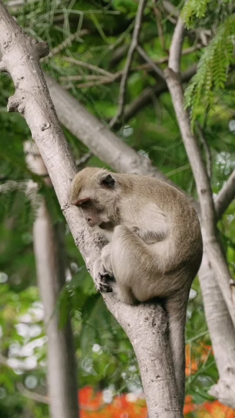 Vertical shot of monkey sits on tree branch and chews with green lush foliage Stock-Footage 317375479