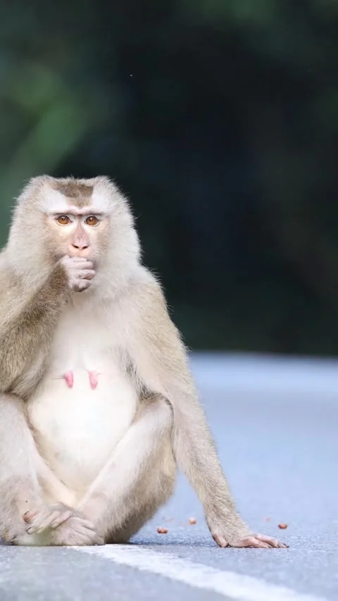 Vertical Shot of a Monkey Sitting and Eating on an Asphalt Road Stock Footage 326026514