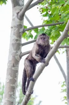 Vertical shot of a monkey sitting on  a branch - perfect for background Stock Photos