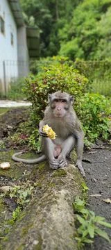 Vertical shot of a monkey sitting in the garden while eating Stock Photos