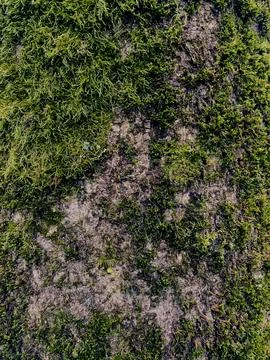 Vertical shot of moss texture 写真素材