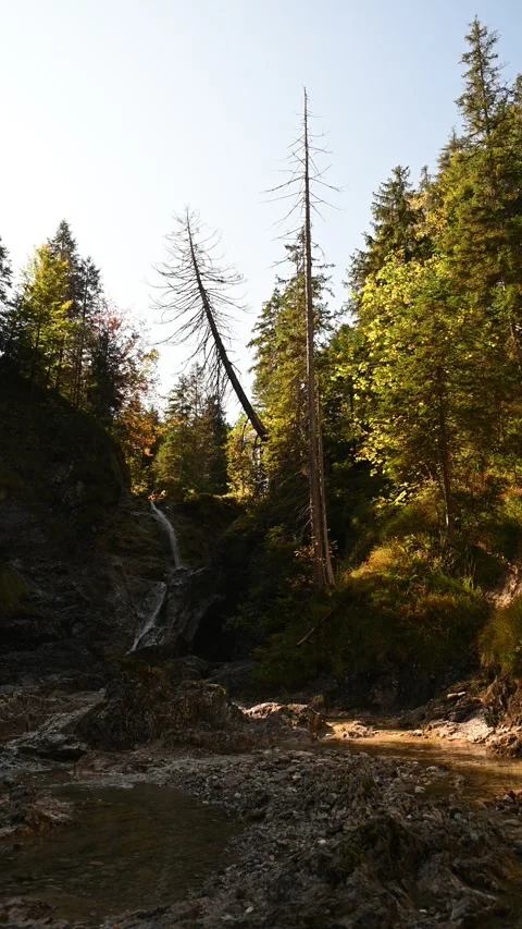 Vertical shot of a mountain stream in autumn in a forest with dead trees Stock-Footage 260928105