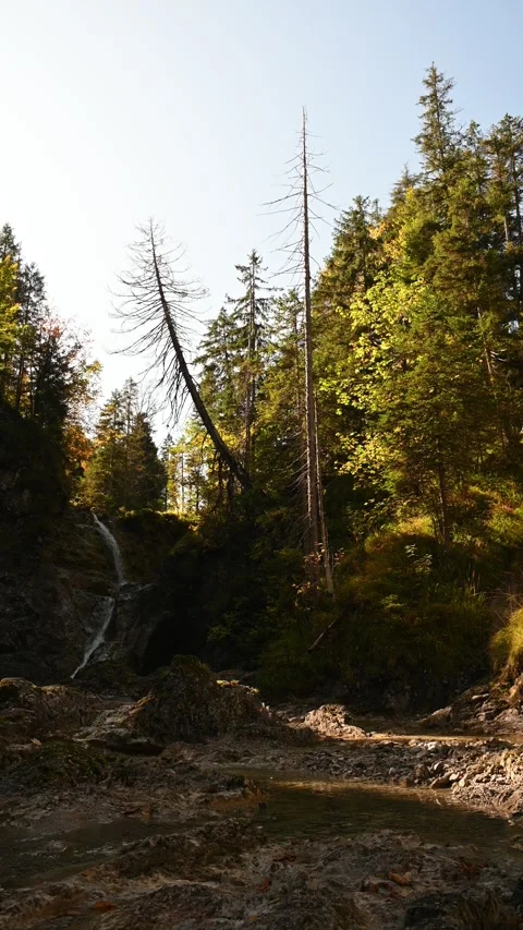 Vertical shot of a mountain stream in autumn in a forest with dead trees Video stock 260928463