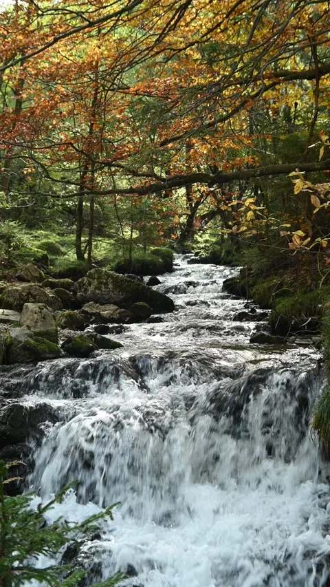 Vertical shot of a mountain stream in an autumn forest Video stock 288150647