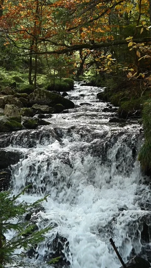 Vertical shot of a mountain stream in an autumn forest, slow motion, Josefsthal Stock-Footage 288151756