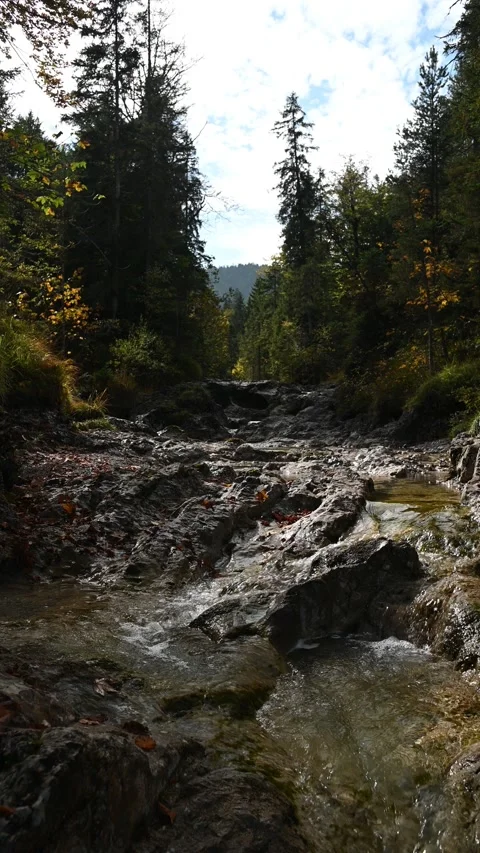 Vertical shot of a mountain stream in a forest in autumn Video stock 260929109