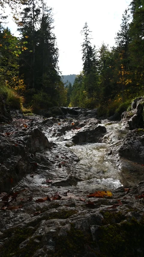 Vertical shot of a mountain stream in a forest in autumn Video stock 260929111