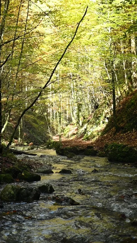 Vertical shot of a mountain stream in a forest, slow motion Stock Footage 288150557