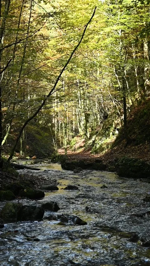 Vertical shot of a mountain stream in a forest, slow motion Stock-Footage 288150602