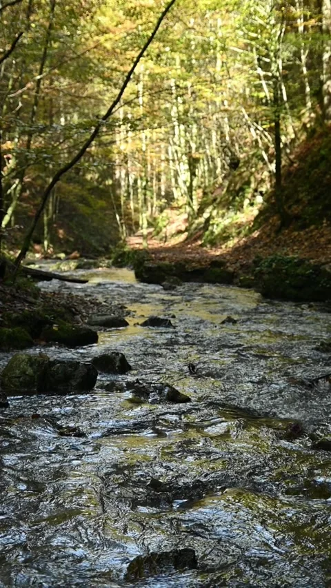Vertical shot of a mountain stream in a forest Stock-Footage 288150656