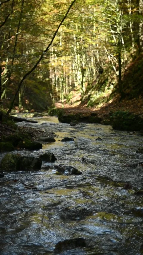 Vertical shot of a mountain stream in a forest, slow motion Stock Footage 288150690