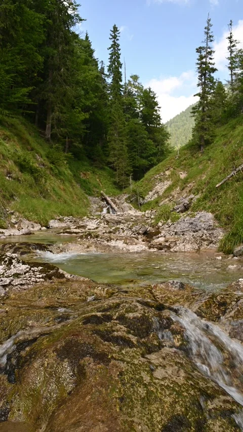 Vertical shot of a mountain stream in late summer, sunlight, forest Stock Footage 260880677