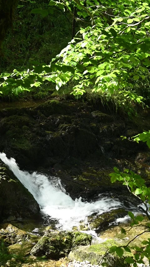 Vertical shot of a mountain stream in a summer forest Stock-Footage 260897679