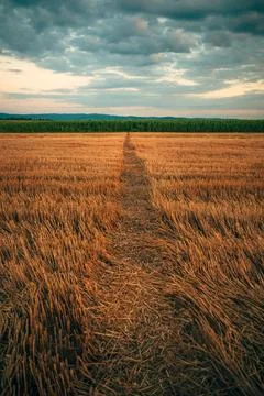 Vertical shot of a narrow dirt path cutting through a golden harvested whea.. Stock Photos