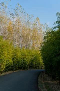 Vertical shot of a narrow road between trees on a sunny autumn day Foto stock