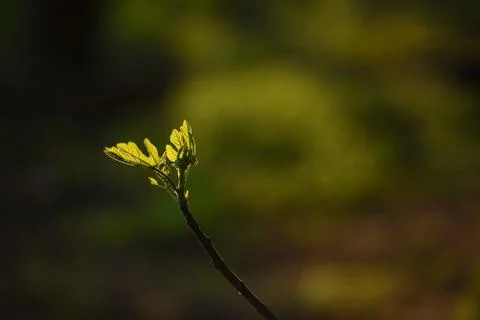Vertical Shot Of A Newly Growing Branch Of A Tree Stock Photos