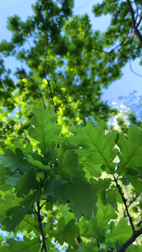 Vertical Shot of Oak Tree Leaves in Breeze Stock Footage 310139160