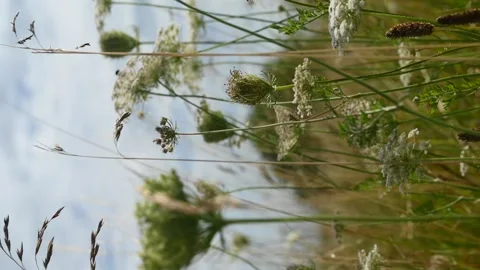 Vertical Shot of an Ocean of Blooming Wild Laceflowers in a Breeze Видео 340774480