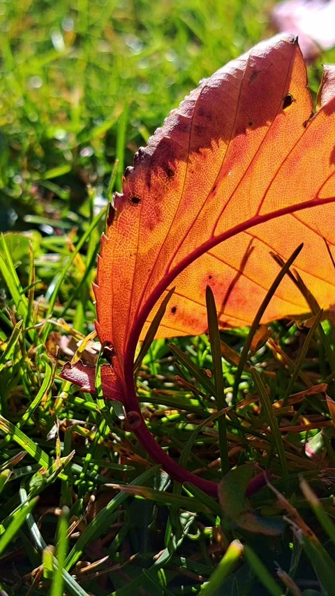 Vertical shot of orange autumn leaf on green grass in sunlight Stock Footage 320414151
