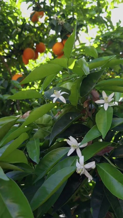 Vertical shot of orange blossoms and ripe fruit 스톡 동영상 332632399