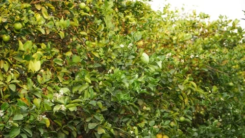 Vertical shot of oranges hanging on the orange tree 動画素材 151956346