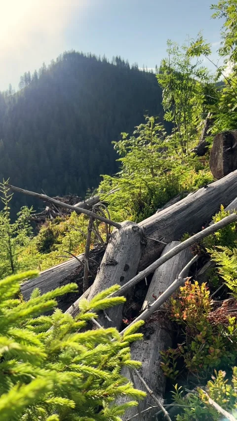 Vertical Shot of Overgrown Forest with Fallen Dry Tree Trunks Video stock 312951775