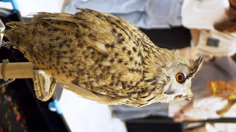 A vertical shot of an owl perched on a stand on display inside a zoo in Stock Footage 255557195