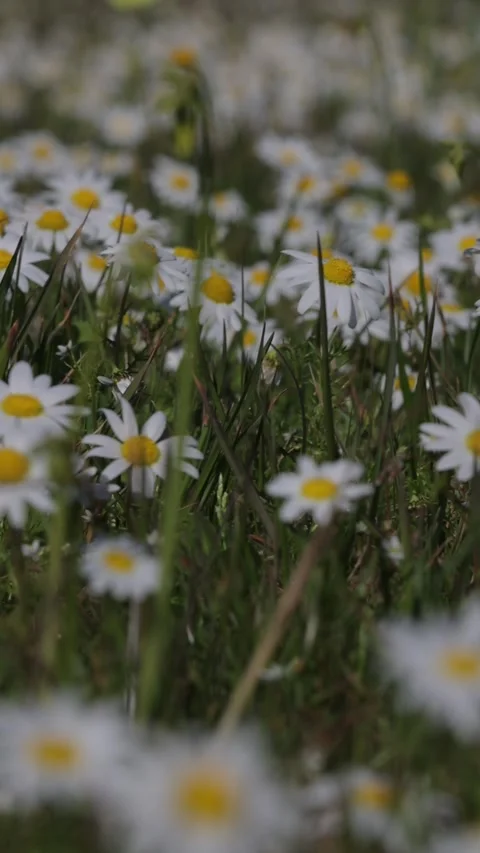 Vertical shot of oxeye daisy wildflowers meadow in the Spring time Stock Footage 334789941