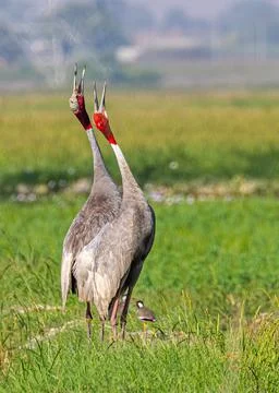 Vertical shot of a pair of Sarus cranes squawking on a field Stock Photos
