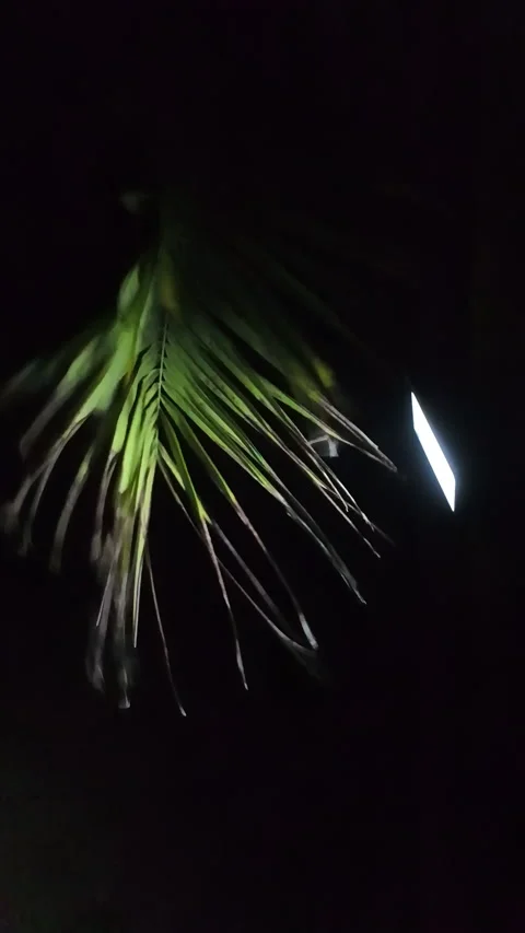 Vertical shot: a palm frond on a beach, brightly lit against violent winds. Stock Footage 336392287