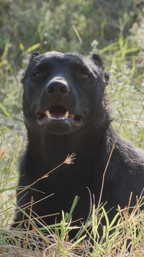 Vertical shot of a panting black canine resting comfortably in the field dur Stock Footage 341647449