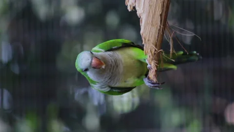 Vertical shot of a parakeet while eating Stock Footage 141093867
