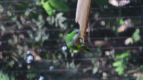 Vertical shot of a parakeet while eating Video stock 141094207