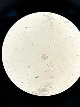 Vertical shot of a parasite Stock Photos