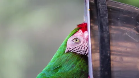 Vertical shot of a parrot while eating fruit from a plate Video stock 141095157