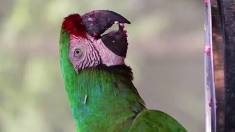Vertical shot of a parrot while eating fruit from a plate Video stock 141095782